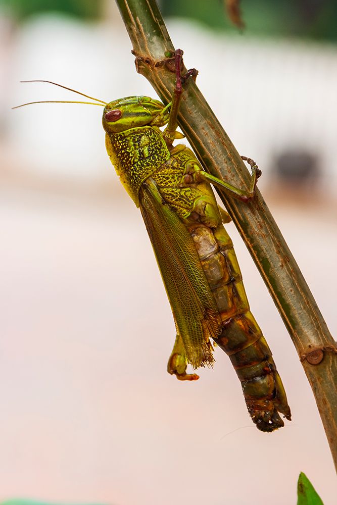 Laos-Luang Prabang Close-up of grasshopper
